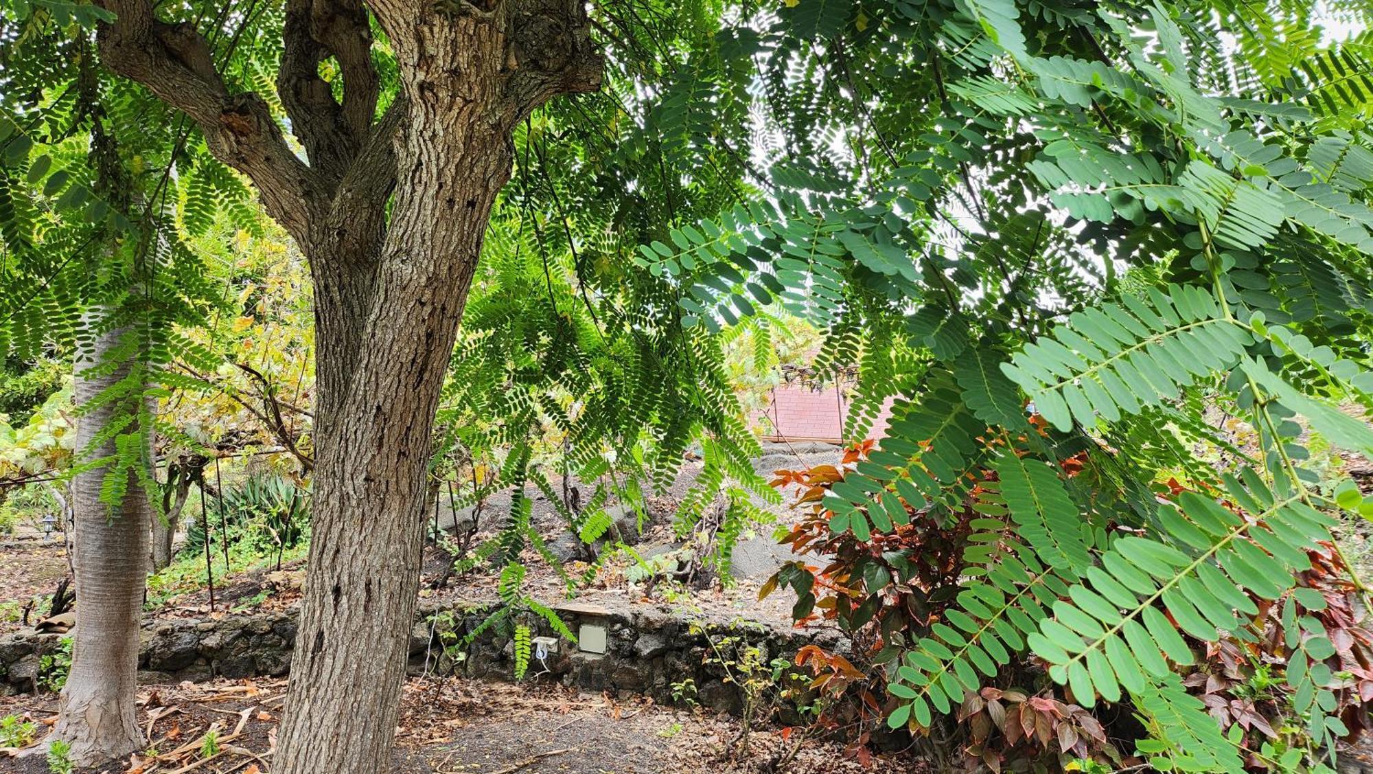 Villa Oasis Hill Botanical Garden Icod De Los Vinos Esterno foto