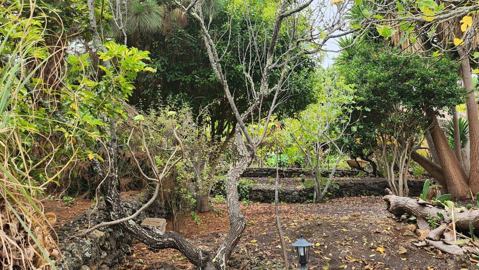 Villa Oasis Hill Botanical Garden Icod De Los Vinos Esterno foto