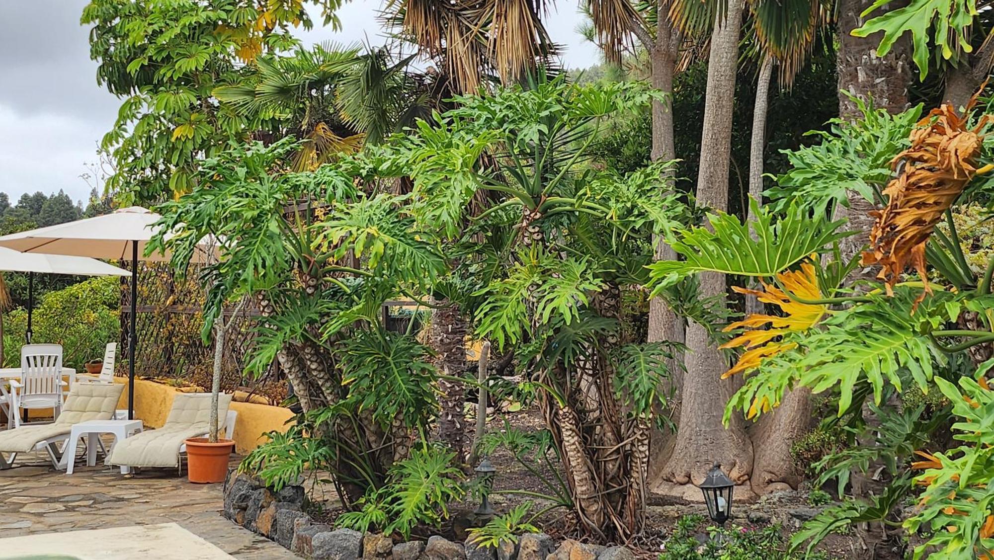 Villa Oasis Hill Botanical Garden Icod De Los Vinos Esterno foto
