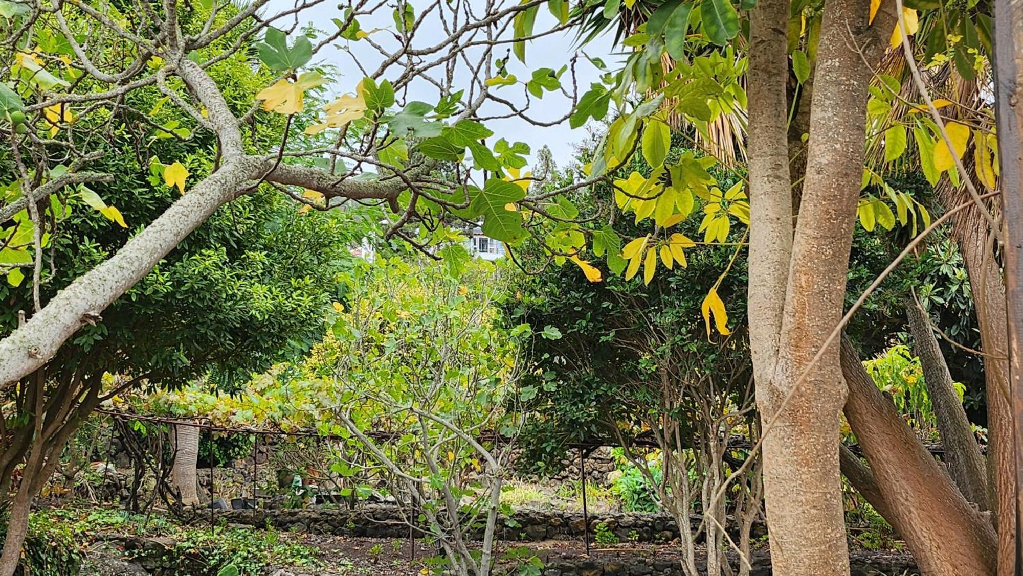 Villa Oasis Hill Botanical Garden Icod De Los Vinos Esterno foto