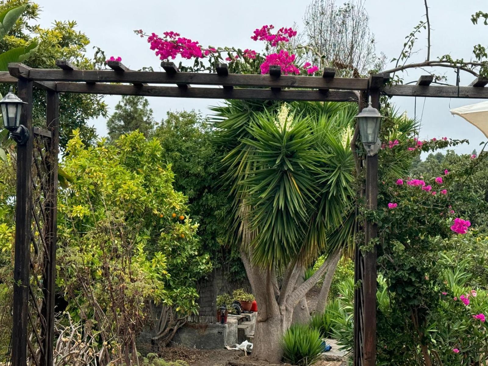 Villa Oasis Hill Botanical Garden Icod De Los Vinos Esterno foto